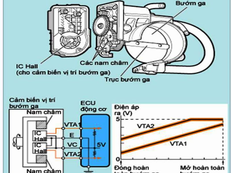 Cảm biến vị trí bướm ga 4 Cảm biến phân tử Hall được sử dụng trong các hệ thống điều khiển động cơ hiện đại và cao cấp.