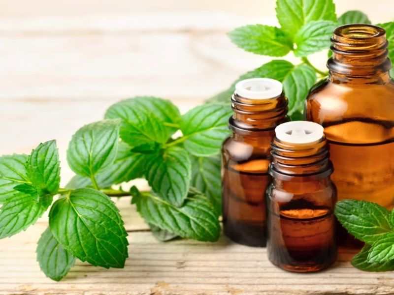 Dùng tinh dầu bạc hà hoặc oải hương