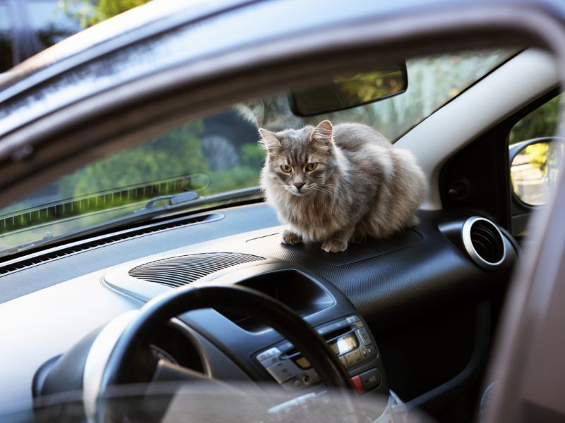 Xe thường xuyên chở thú cưng và trẻ nhỏ dễ tích tụ bụi bẩn và mùi hôi